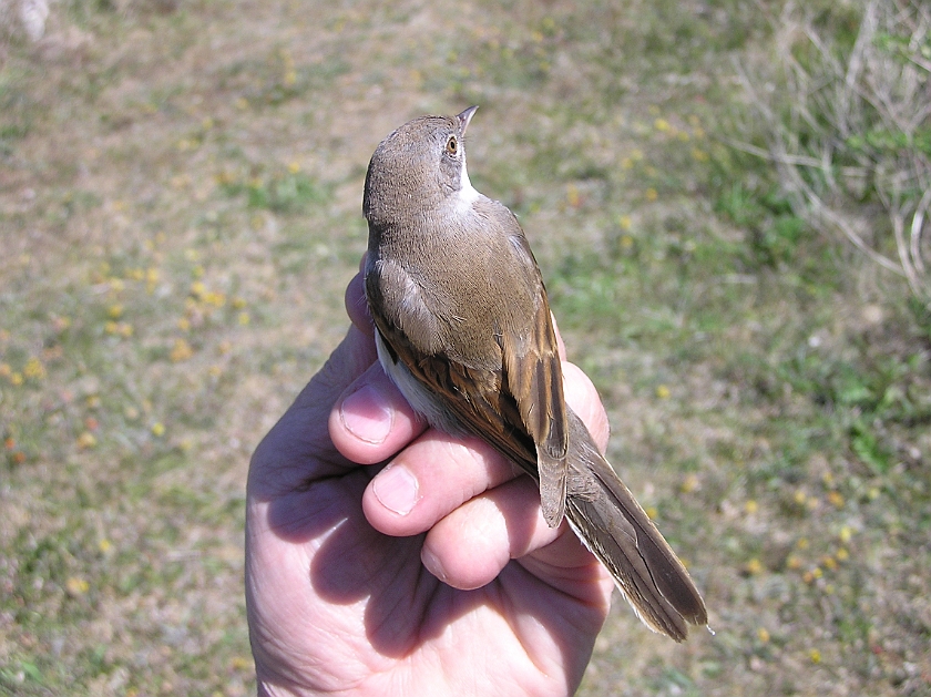 Common Whitethroat, Sundre 20110603